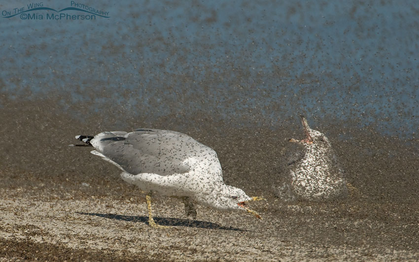 One California Gull actively feeding, the other is passively feeding on brine flies. Great Salt Lake, Antelope Island State Park, Davis County, Utah