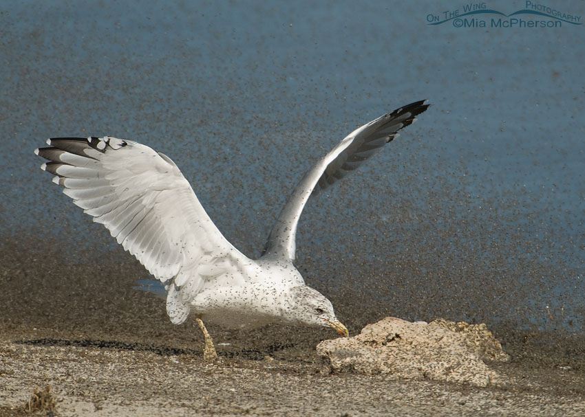 California Gull chasing brine flies with its wings up, Great Salt Lake, Antelope Island State Park, Davis County, Utah