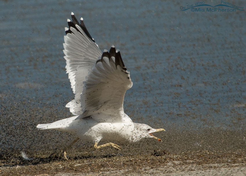 California Gull running after brine flies on the shore of Great Salt Lake, Antelope Island State Park, Davis County, Utah