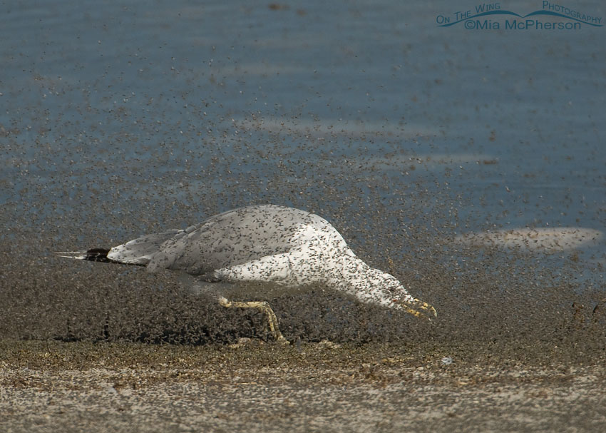 California Gull hunched down chasing brine flies on the shore of Great Salt Lake, Antelope Island State Park, Davis County, Utah