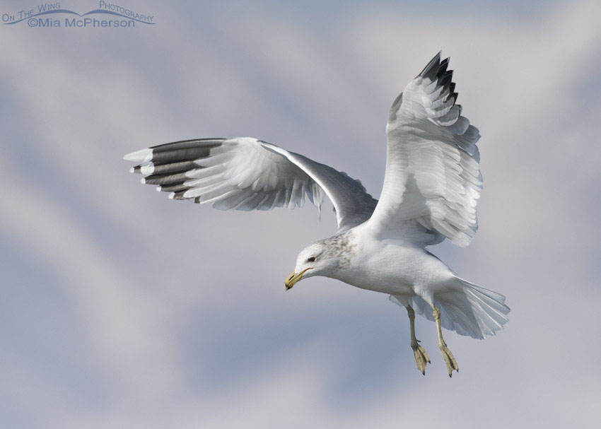 Winter California Gull hovering over the Bear River, Bear River Migratory Bird Refuge, Box Elder County, Utah