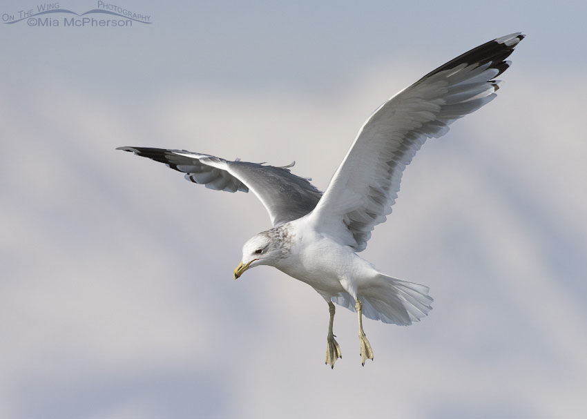 Flight of a California Gull in winter at Bear River National Wildlife Refuge, Box Elder County, Utah