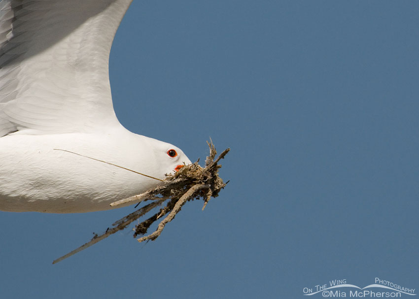 California Gull with nesting material, Antelope Island State Park, Davis County, Utah