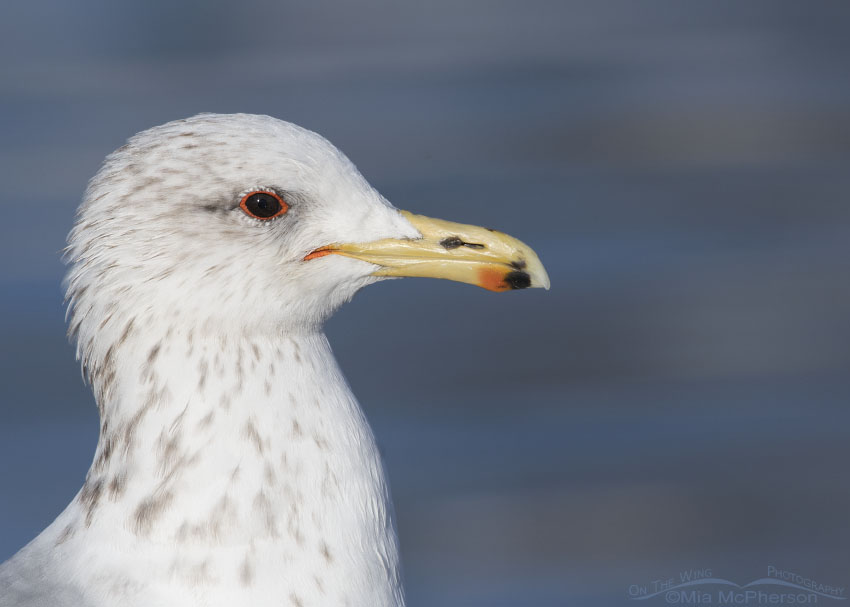 Winter California Gull profile portrait, Salt Lake County, Utah