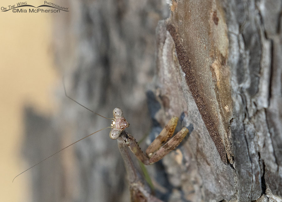 Carolina Mantis close up, Sebastian County, Arkansas