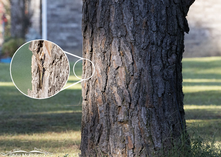 The pine tree I saw the Carolina Mantis fly into, Sebastian County, Arkansas