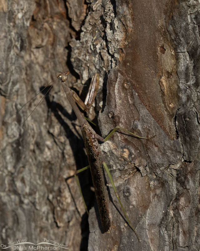 Carolina Mantis resting on a pine tree, Sebastian County, Arkansas