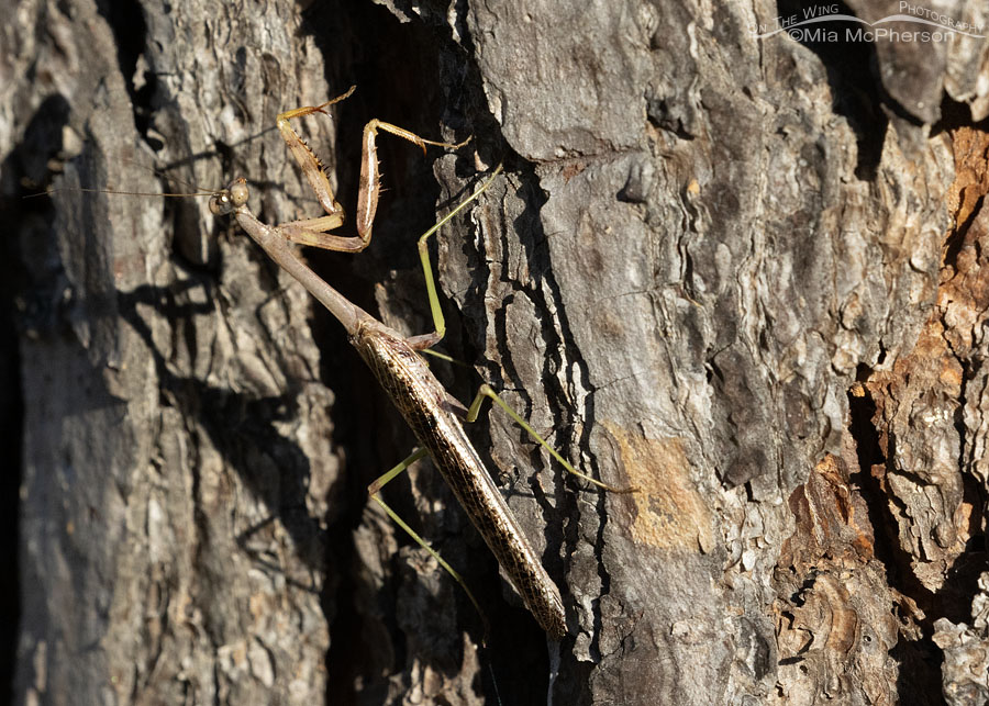 Carolina Mantis in morning light, Sebastian County, Arkansas