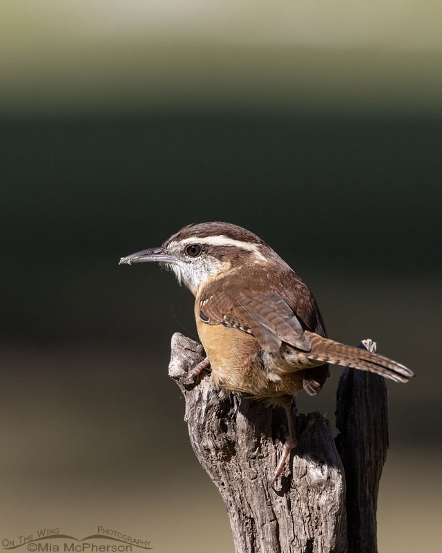 Back view of a Carolina Wren, Sebastian County, Arkansas