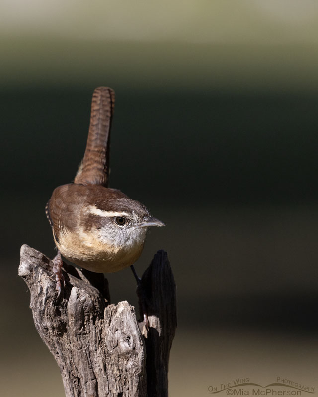 Staring Carolina Wren, Sebastian County, Arkansas