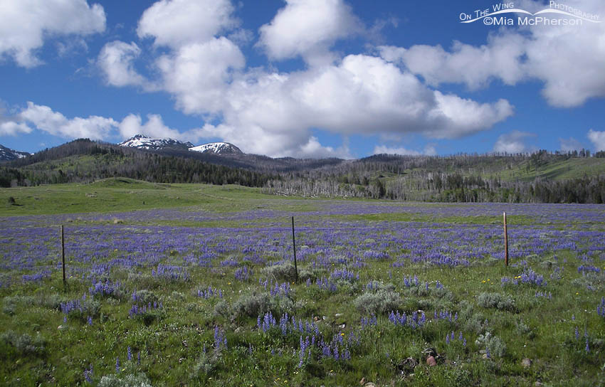 Silvery Lupine in the Centennial Valley of Montana, Centennial Valley, Beaverhead County, Montana