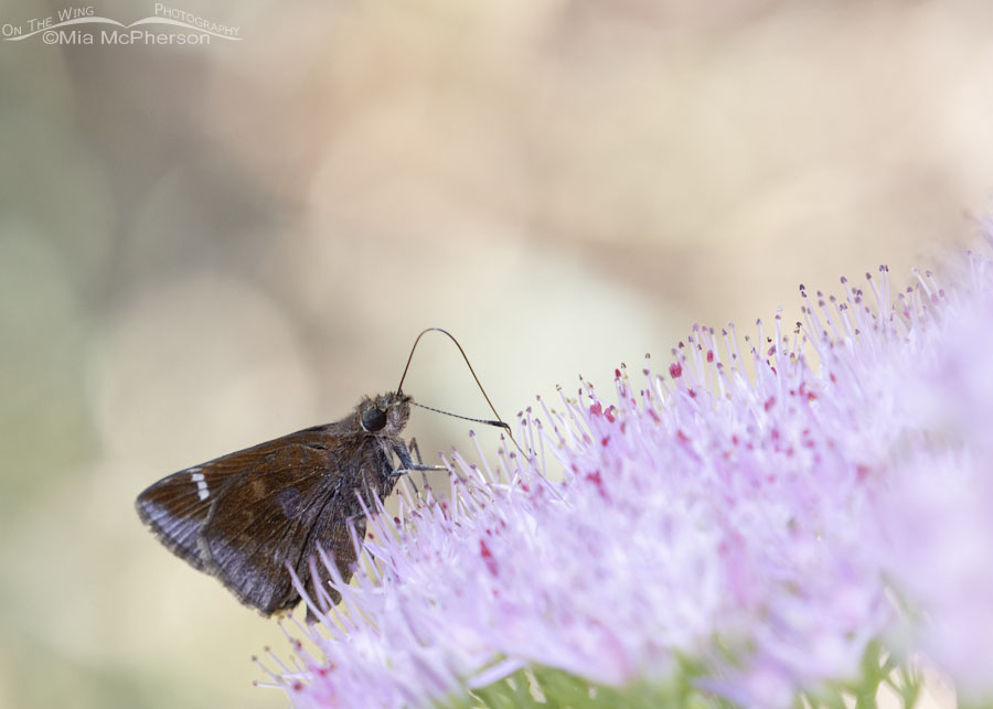 Clouded Skipper butterfly nectaring on sedum blooms, Sebastian County, Arkansas