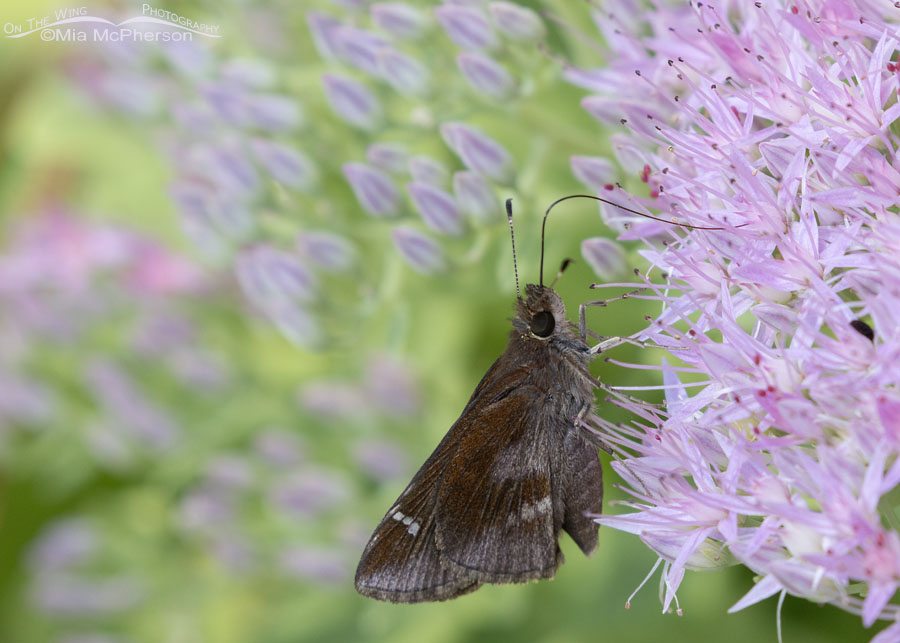 Clouded Skipper butterfly close up, Sebastian County, Arkansas