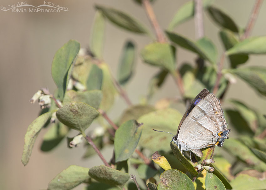 Resting Colorado Hairstreak Butterfly, Wasatch Mountains, Morgan County, Utah