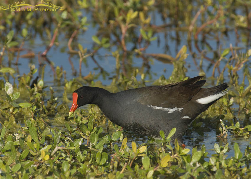 Common Gallinule feeding at Roosevelt Wetland, Florida