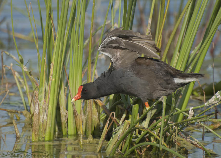 Common Gallinule wing lift, Lake Carillon, Pinellas County, Florida