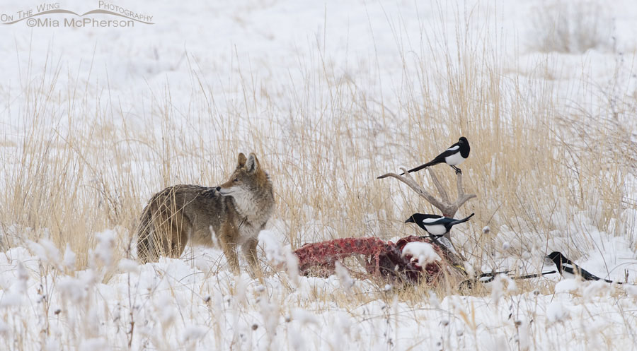 Coyote and Black-billed Magpies scavenging a deer carcass to survive, Antelope Island State Park, Davis County, Utah