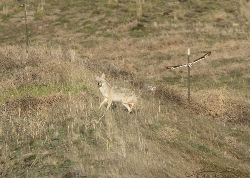 Short-eared Owl attacks Coyote, Box Elder County, Utah