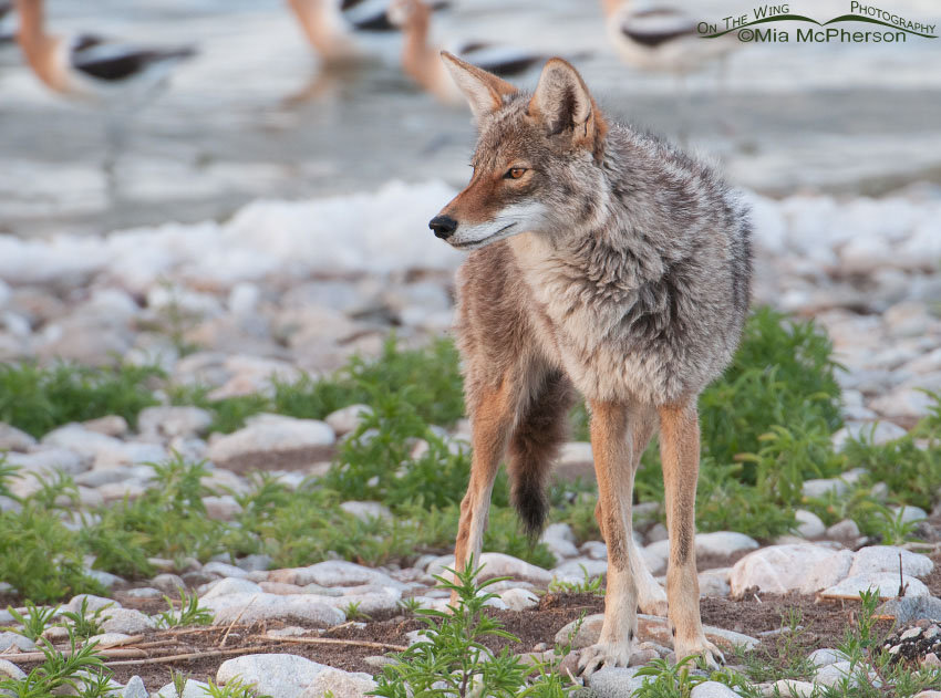 Morning Coyote looking for breakfast, Antelope Island State Park, Davis County, Utah