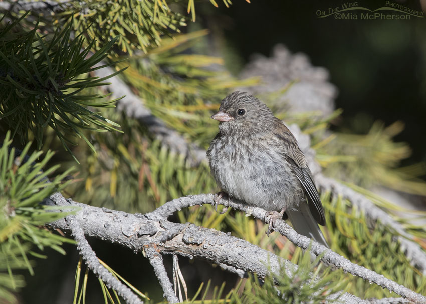 Dark-eyed Junco juvenile perched in a conifer, Uinta Mountains, Uinta National Forest, Summit County, Utah