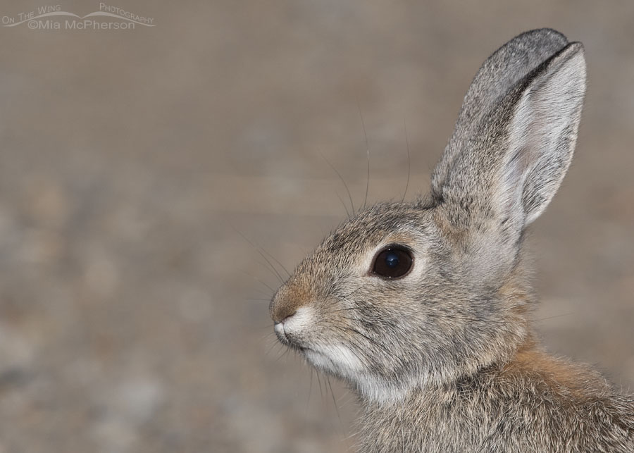 Desert Cottontail portrait, Stansbury Mountains, West Desert, Tooele County, Utah