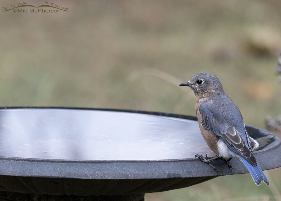 Hatch year Eastern Bluebird male at a birdbath, Sebastian County, Arkansas