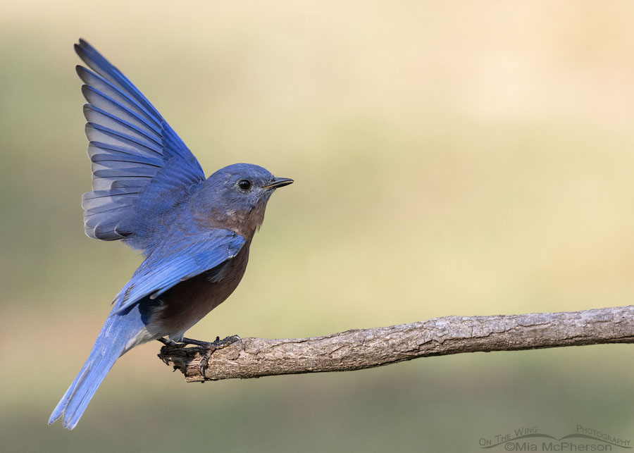 Male Eastern Bluebird fluttering his wings in autumn, Sebastian County, Arkansas