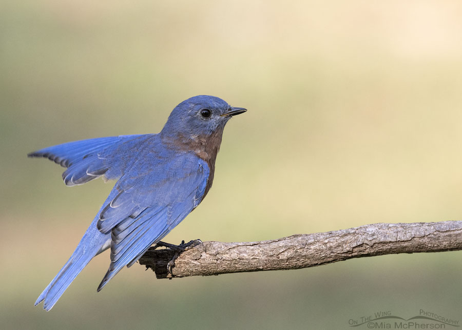 Eastern Bluebird male in fall in Arkansas, Sebastian County