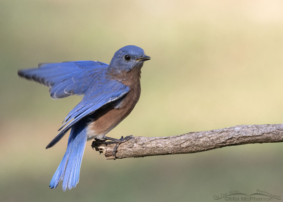 Excited Eastern Bluebird male, Sebastian County, Arkansas