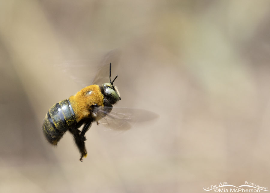 Male Eastern Carpenter Bee in flight, Sebastian County, Arkansas