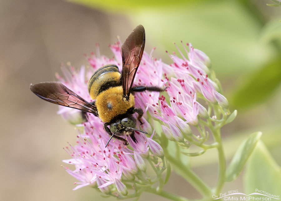 Male Eastern Carpenter Bee on blooming sedum, Sebastian County, Arkansas