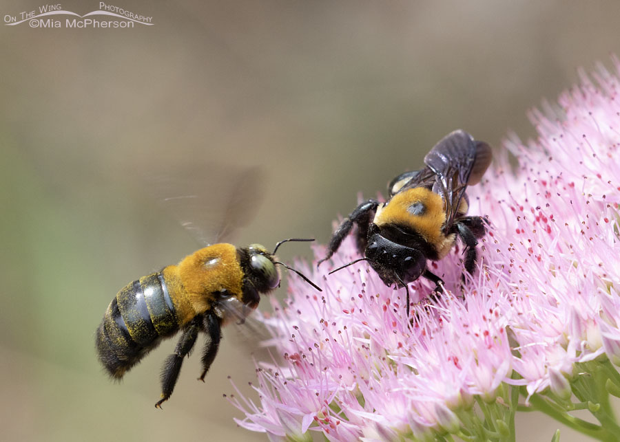 Male (L) and female (R) Eastern Carpenter Bees, Sebastian County, Arkansas