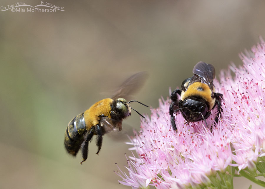 Male and female Eastern Carpenter Bees side by side, Sebastian County, Arkansas