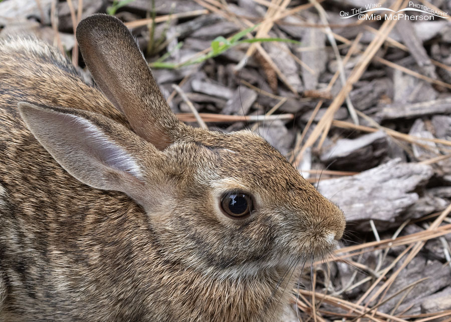 Young Eastern Cottontail close up, Sebastian County, Arkansas