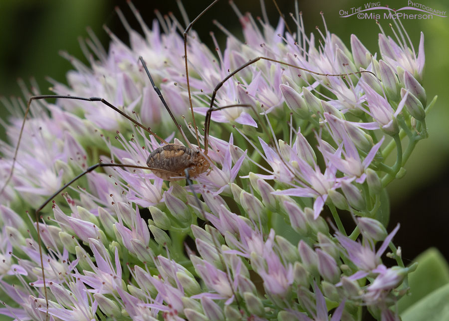 Eastern Harvestman on a blooming sedum, Sebastian County, Arkansas