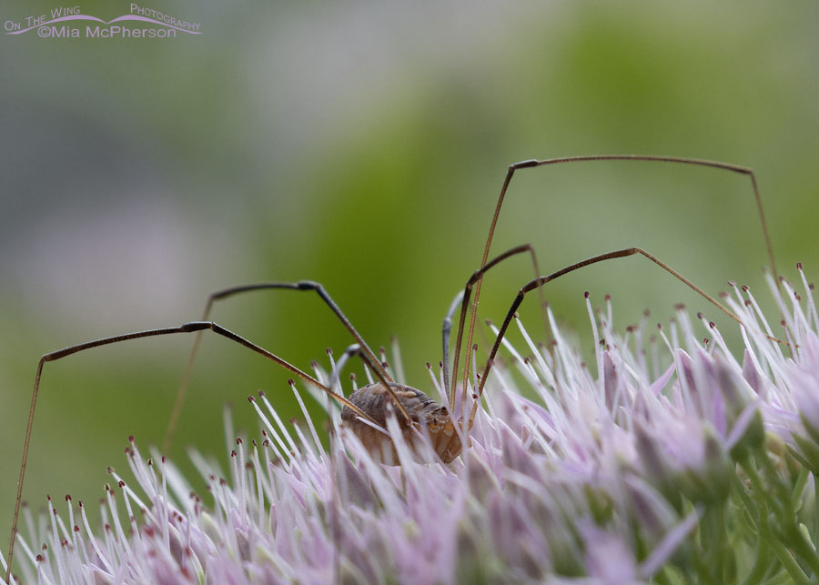 Eastern Harvestman close up, Sebastian County, Arkansas