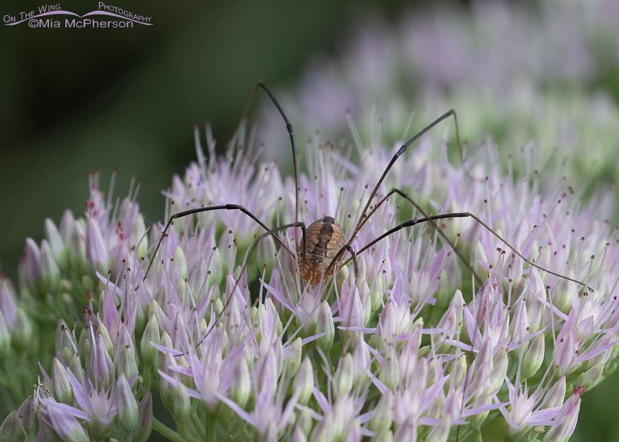 Eastern Harvestman on a flowering sedum, Sebastian County, Arkansas