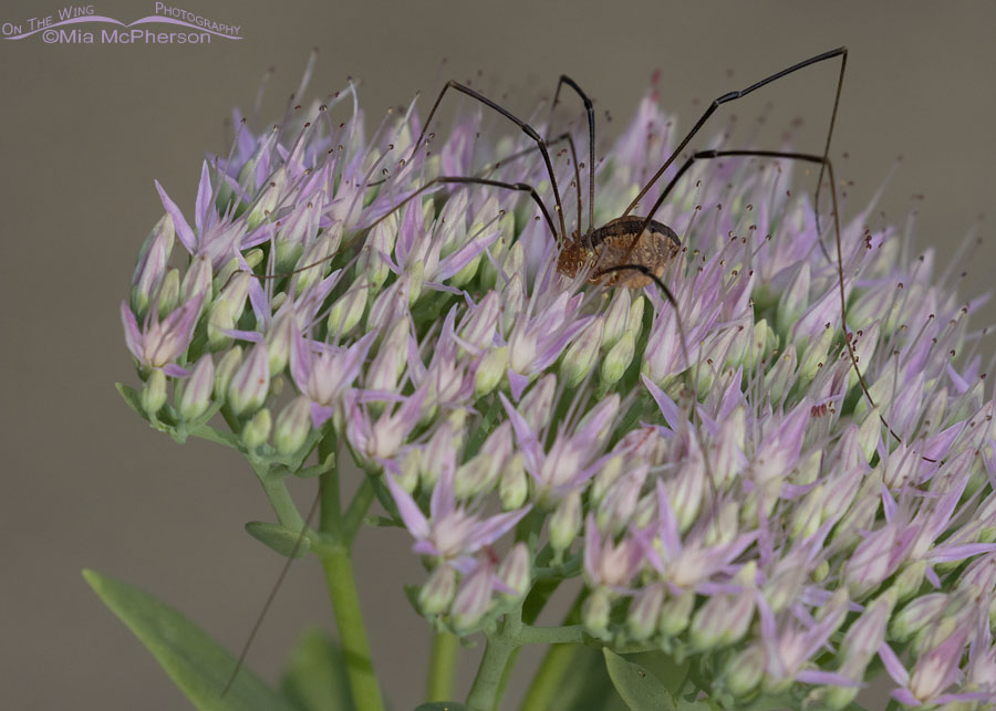 Eastern Harvestman in Arkansas, Sebastian County