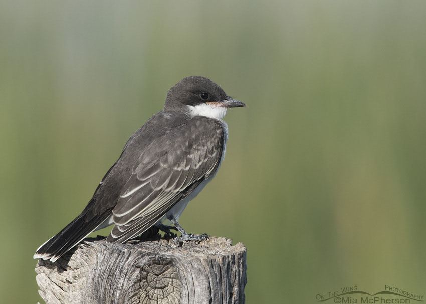 Juvenile Eastern Kingbird perched on a fence post at Farmington Bay WMA, Davis County, Utah