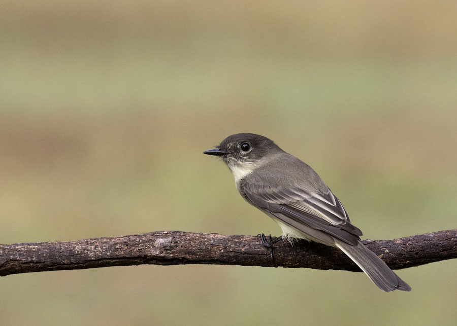 Autumn Eastern Phoebe, Sebastian County, Arkansas