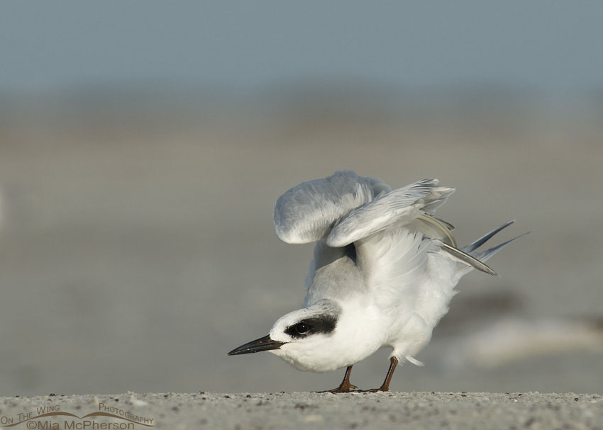 Forster's Tern wing lift on the north beach of Fort De Soto County Park