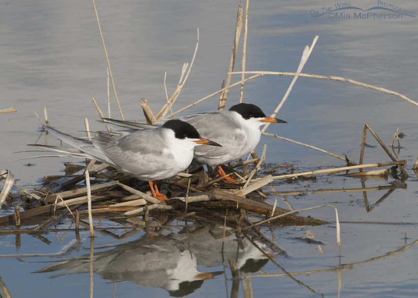 Forster's Tern mated pair on nest, Bear River Migratory Bird Refuge, Box Elder County, Utah