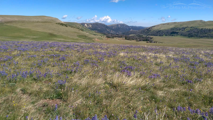 Lupines on Gravelly Range Road, Gravelly Range, Madison County, Montana