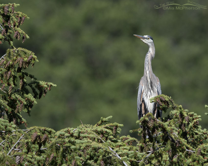 Great Blue Heron at more than 6129 feet elevation, Wasatch Mountains, Summit County, Utah