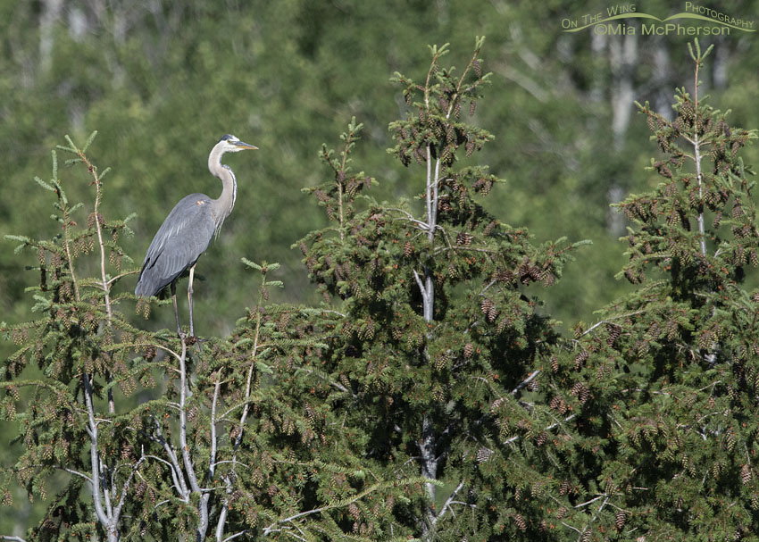 Great Blue Heron perched on top of a spruce tree, Wasatch Mountains, Summit County, Utah