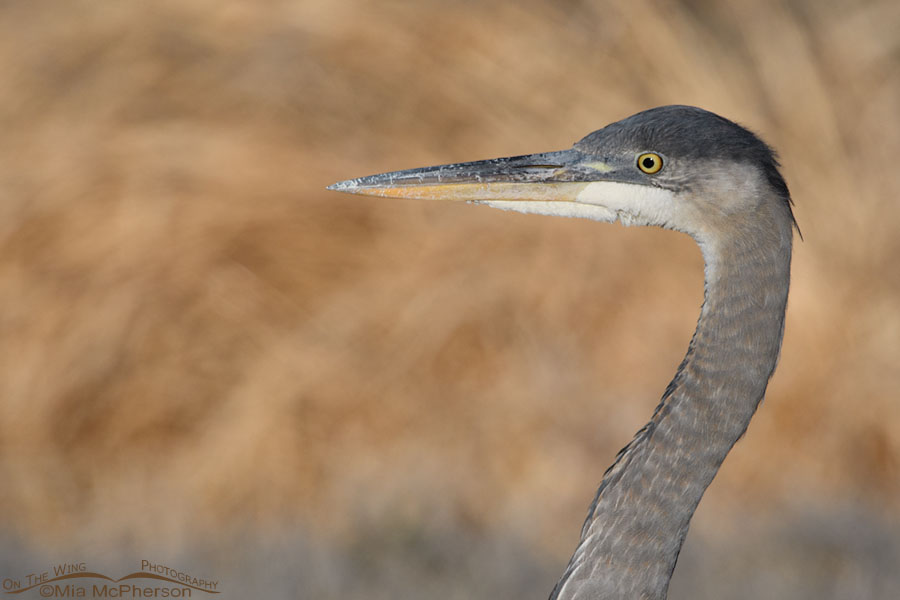 Immature Great Blue Heron close up on Christmas Day, Farmington Bay WMA, Davis County, Utah