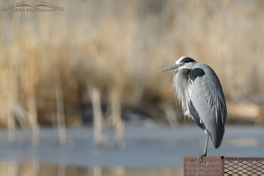 Great Blue Heron resting on a man made goose nest, Farmington Bay WMA, Davis County, Utah 