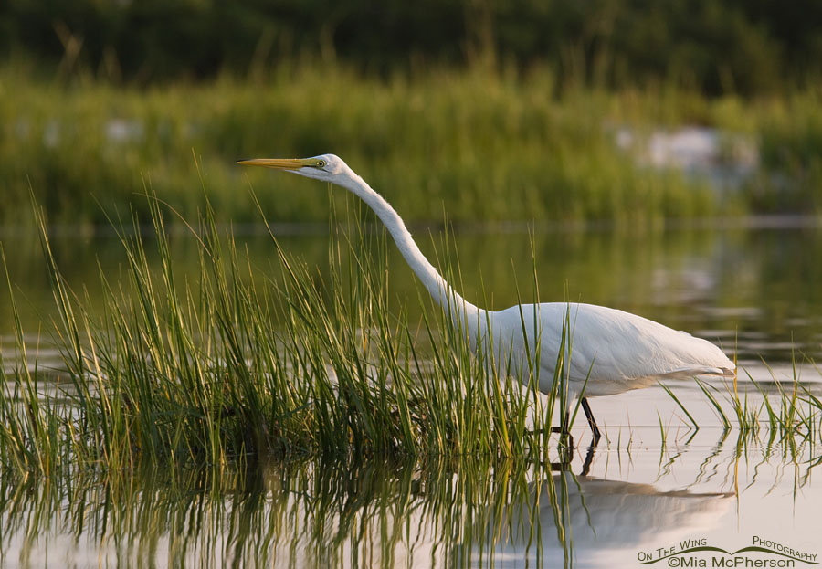 Great Egret hunting in a Spartina marsh, Fort De Soto County Park, Pinellas County, Florida