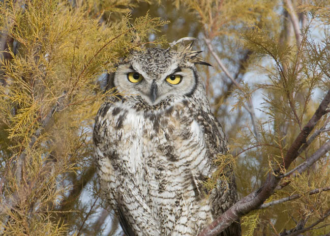 Great Horned Owl in Tamarisk looking right at me on Antelope Island State Park, Davis County, Utah