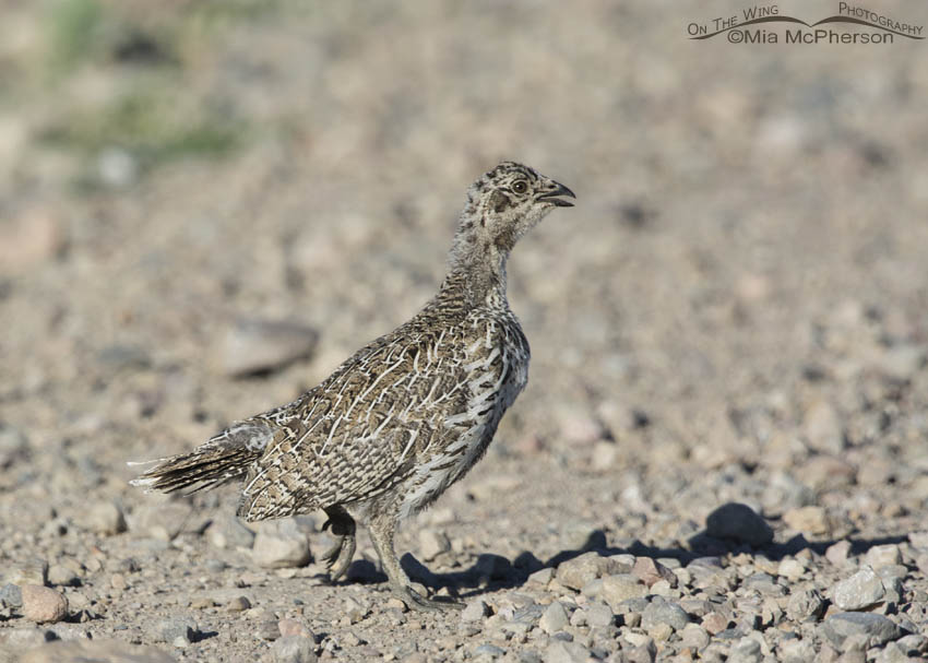 Greater Sage-Grouse chick crossing a road in the Centennial Valley of Montana